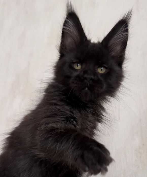 Детки мейн-кун, есть мальчики и девочки