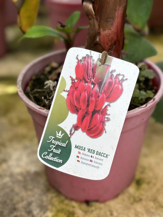 Bananeira Musa Red Dacca ou Banana Vermelha - RARA