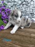Border collie piesek Blue merle tri color przebadani rodzice