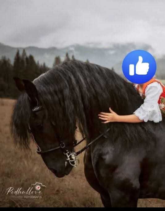 Koń fryzyjski fryz wałach