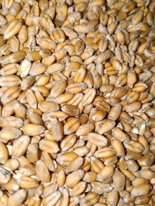 Pszenica 725.288.737