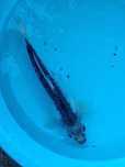 Vendo carpa koi 25cm