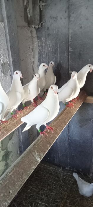 Sprzedam białe gołębie pocztowe