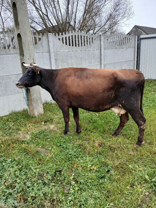 Krowa z mlekiem 5 lat zacielona do dalszej hodowli,  okazja