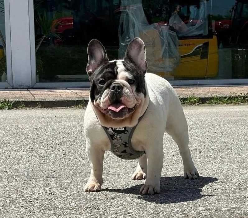 bulldog tigrado  femea
