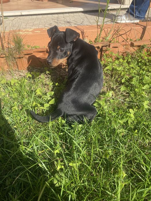 Pincher Fêmea puro pronto para entrega