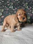 Suczka Cocker Spaniel Angielski
