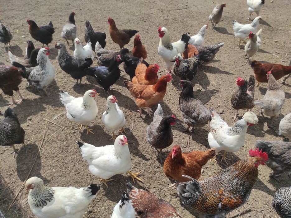 Jajka wiejskie od kurek z wolnego wybiegu