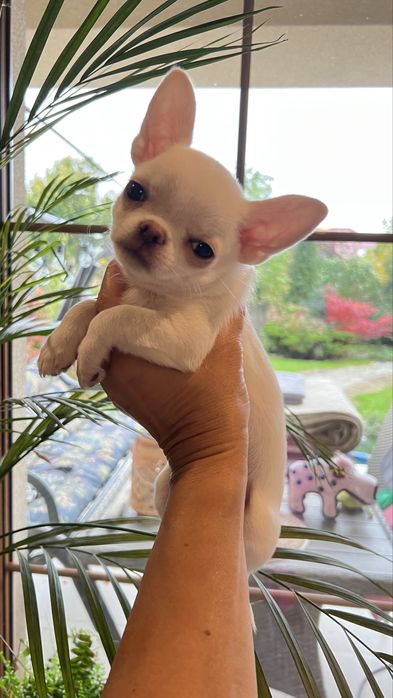 Chihuahua  FCI piekny chłopczyk REZERWACJA