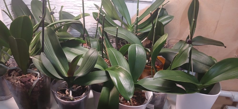 Продам Орхидеики