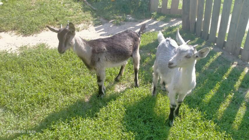 Продам козенят різного віку