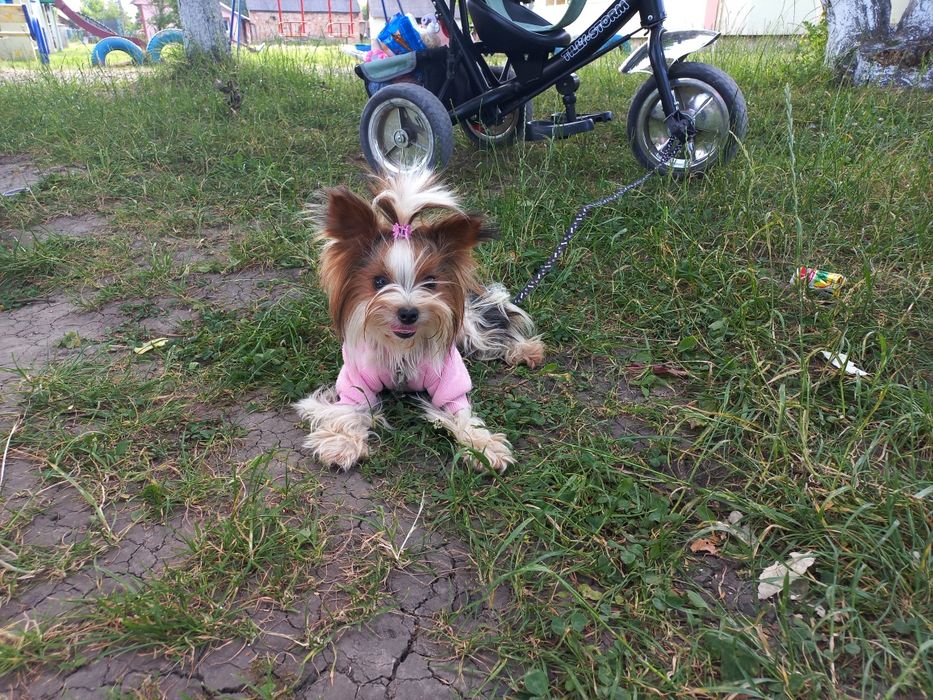 Продам бівер Йорк