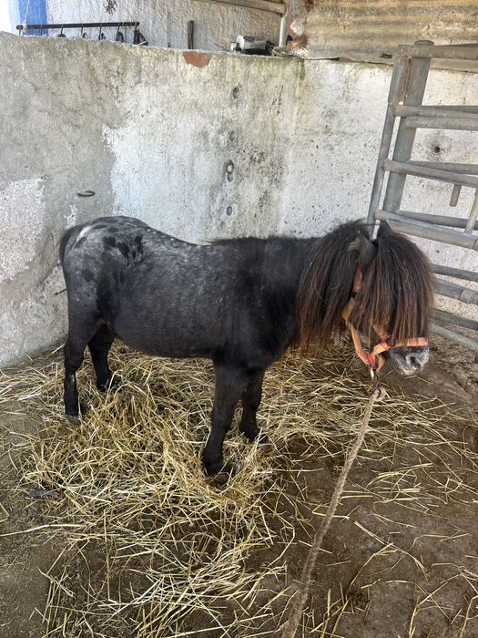 Ponei montado mansinho