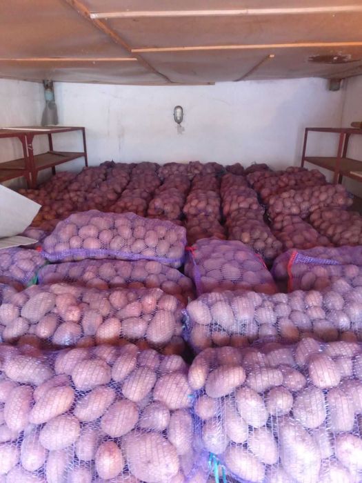 Прод товарну картоплю!