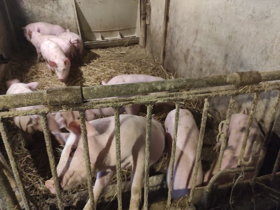 Prosięta warchlaki 30 kg