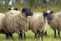Продам овцы, бараны, живою вагою або на м'ясо романівської