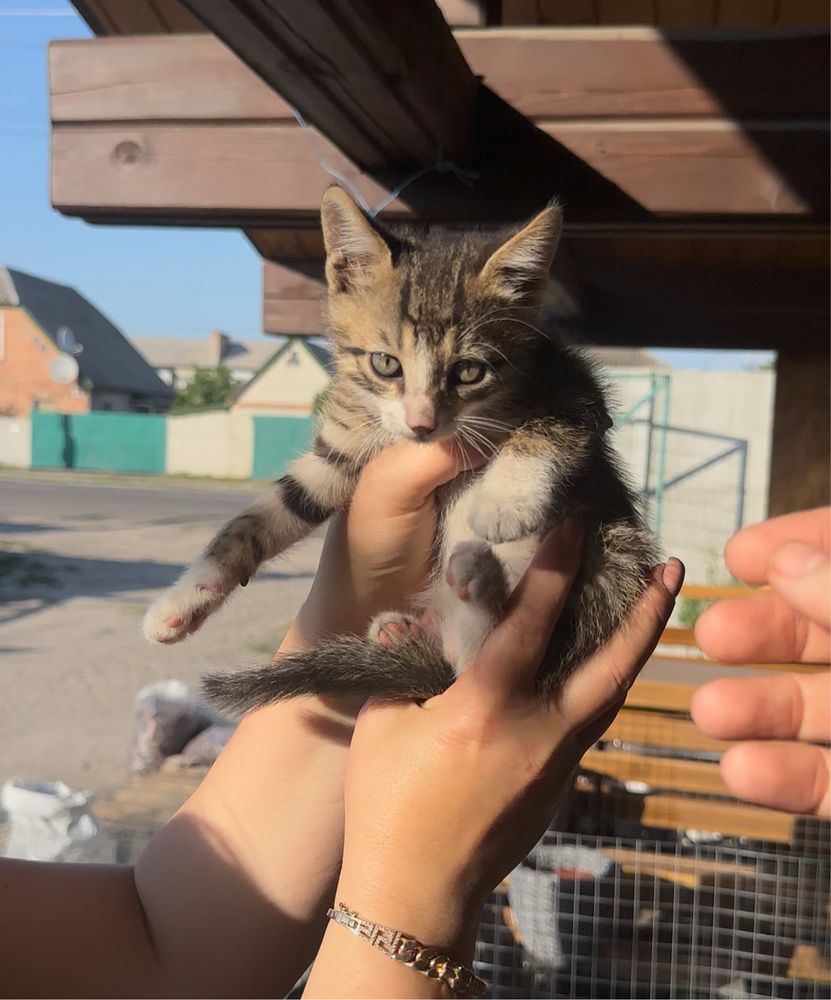 Шикарні кошенята 2 міс