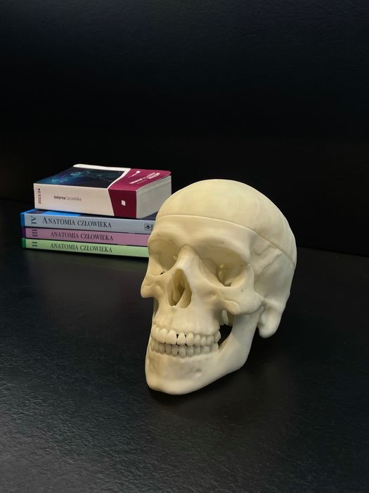 Model czaszki anatomicznej