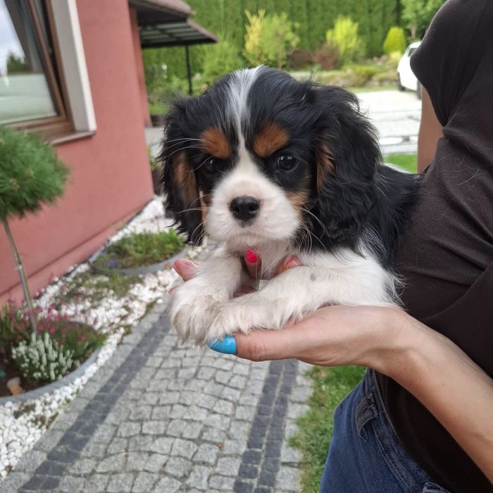 Szczeniak Cavalier King Charles Spaniel FCI Związek Kynologiczny w Pol