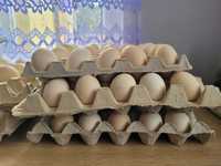 Jajka kurze z własnego gospodarstwa