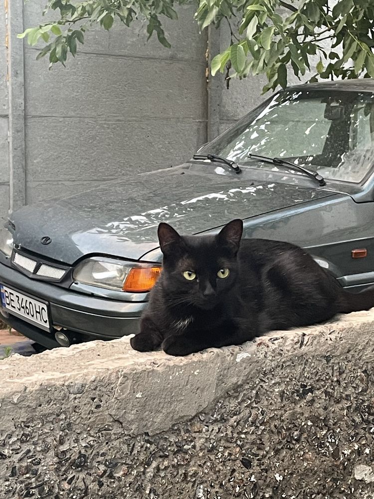 Пропала кошка район ингульский