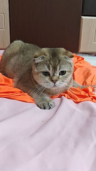 Чистокровна висловуха дівчинка від золотої шиншили