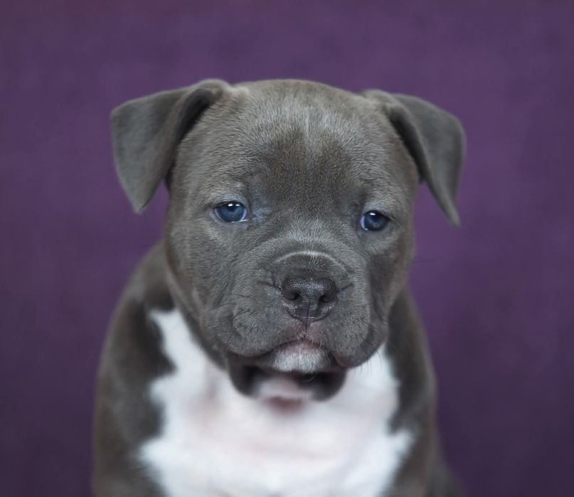 Чистокровная голубая девочка амстафф, стафф, стаффордширский терьер