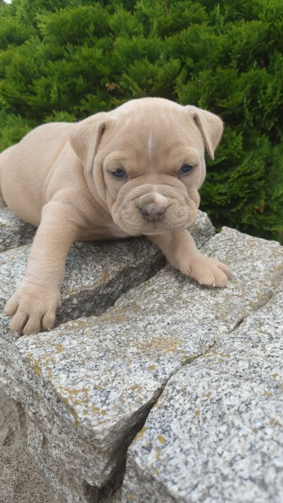 Sprzedam Pieska amerycan bully