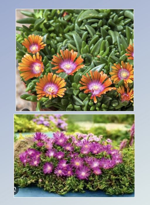 Делосперма очіток почвопокривний