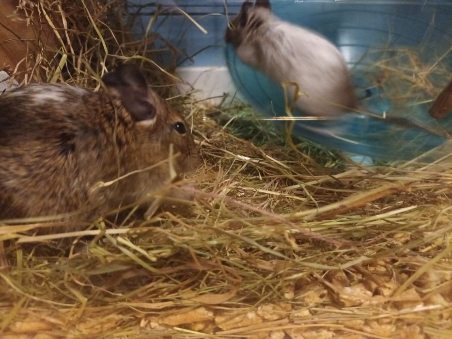 Koszatniczki 5miesięczne trzy szt.