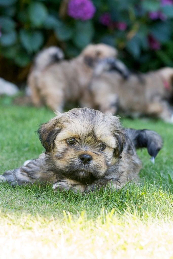 Lhasa Apso FCI /ZKwP