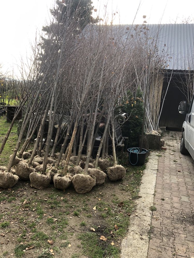 Lipa drobnolistna szerokolistna brzoza dąb czerwony olsza czarna klon