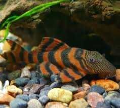 ZBROJNIK L397  Tiger Pleco (Panaqolus sp. L397)