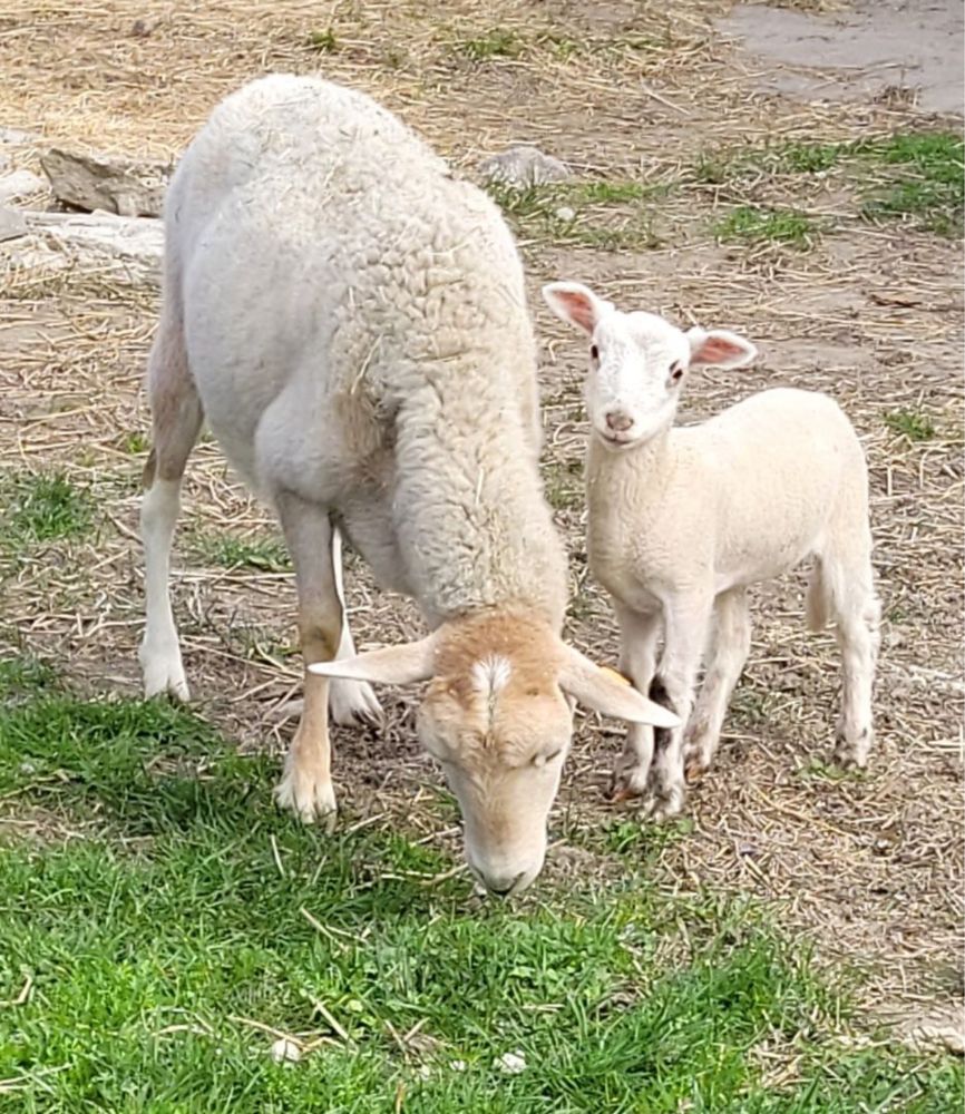 Owce szerstne - 6 matek + młode