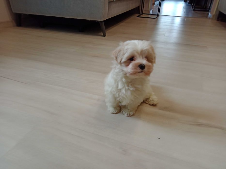 Maltańczyk piękny piesek