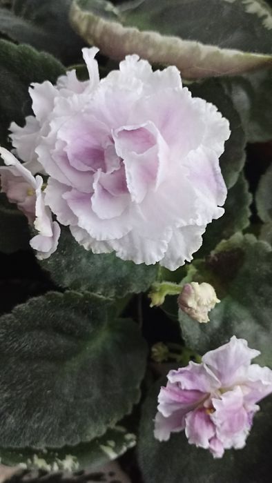 Фіалка квітуча сортова