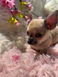 Sliczny piesek rasy chihuahua