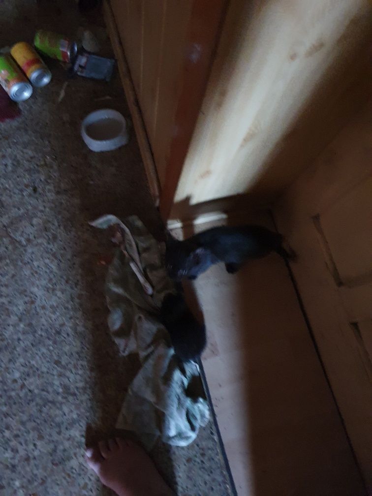 Odam w dobre ręce za darmo