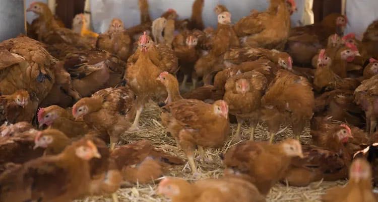 Frangas poedeiras e galinhas