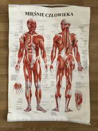 Planasza anatomiczna do nauki mięśni