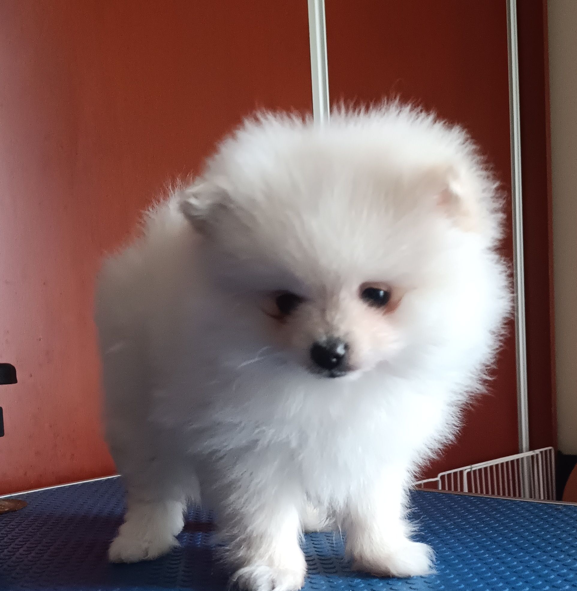 Spitz Alemão anão