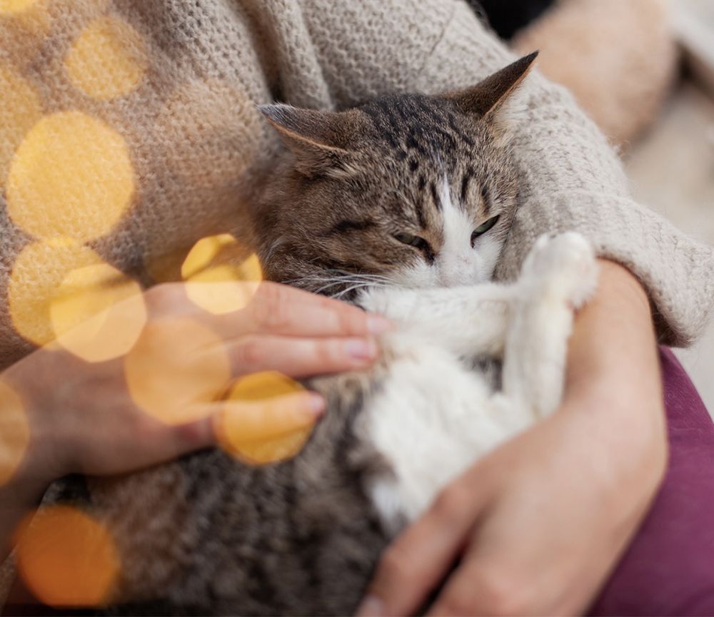 Котик Світанок мріє про родину