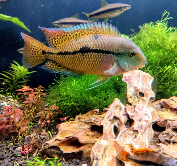 Pielęgnice  Nikaraguańskie  (Hypsophrys Nicaraguensis)