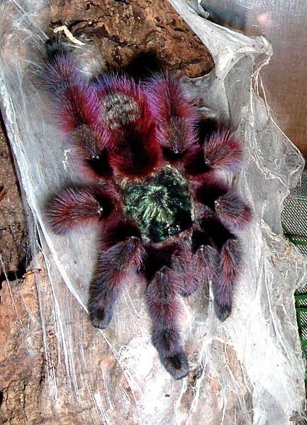 Caribena Versicolor L2/L3