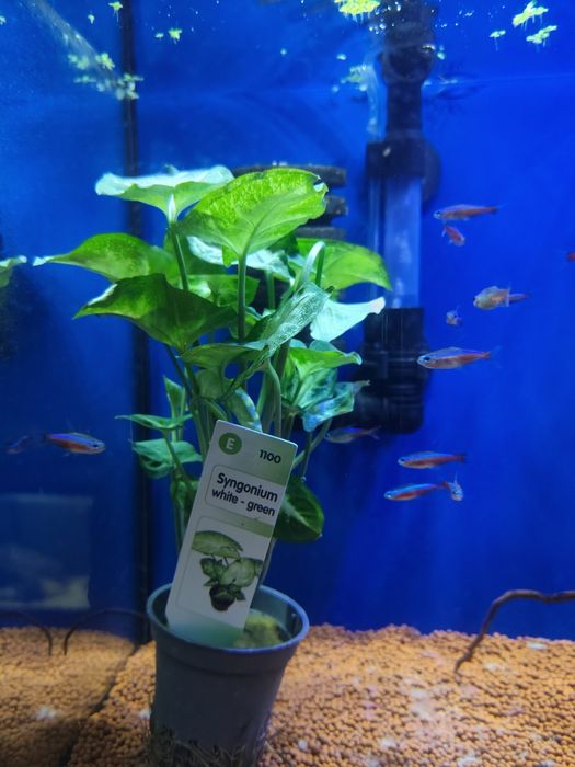 Plantas aquário apartir de 2,50€