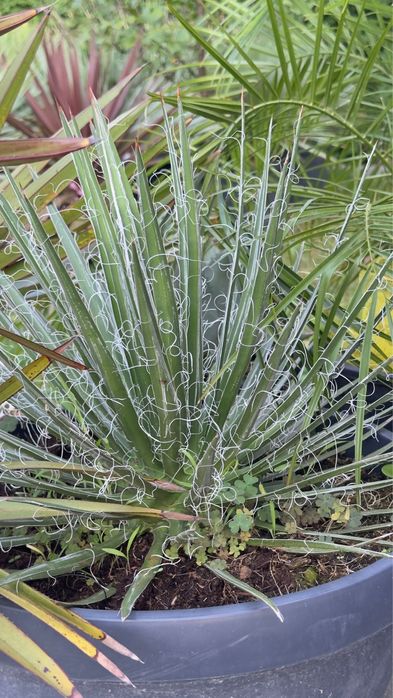 Juki, draceny, kaktusy