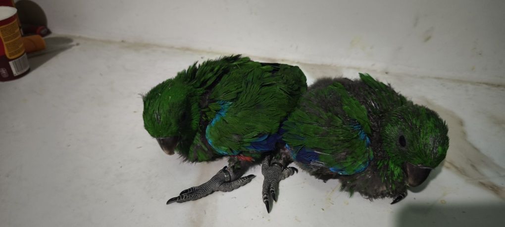 Papagaios écletus para acabar de criar à mão