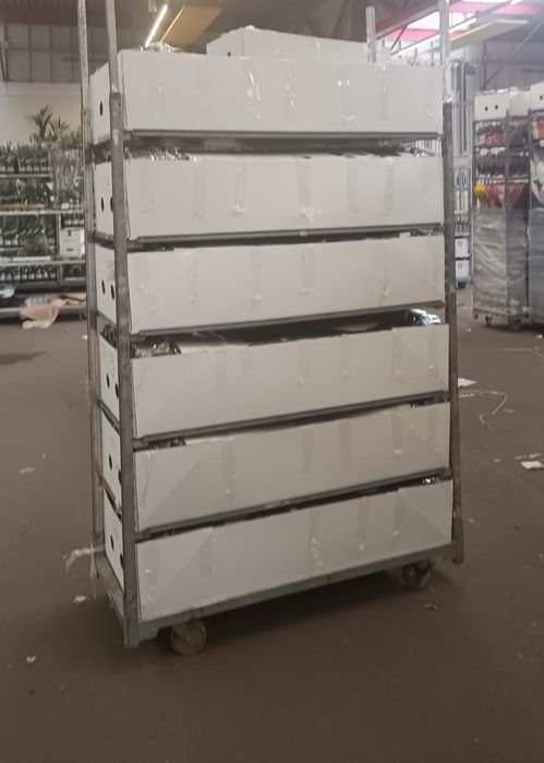 Орхідеї Оптом Сортові Орхидеи Мутанти Підлітки