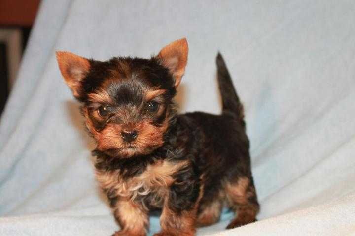 Maja i Majlo    czekają na nowy domek