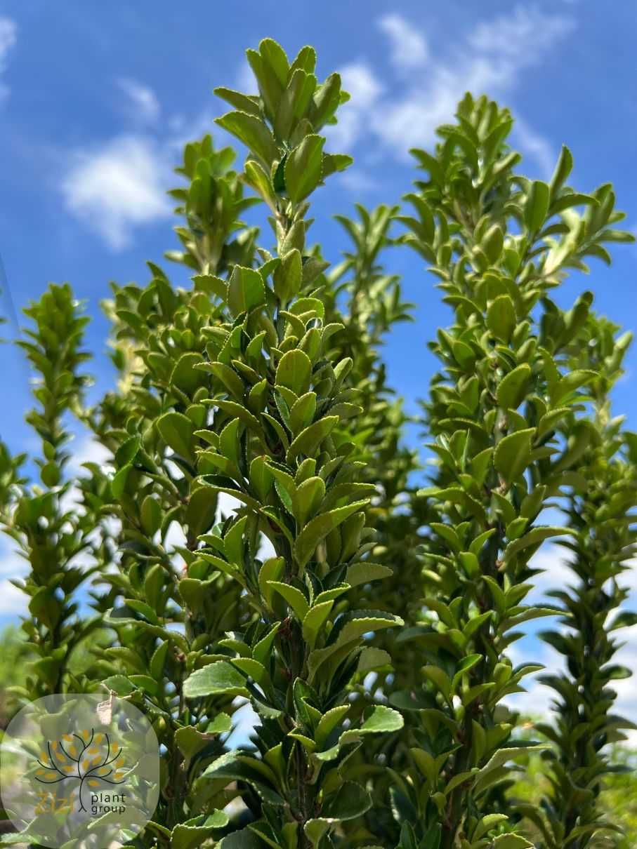Euonymus jap. Benkomasaki, Trzmielina japońska, 80-100cm, zimozielona